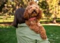 Labradoodle