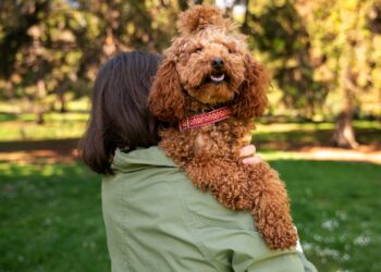 Labradoodle