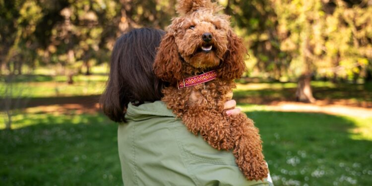 Labradoodle