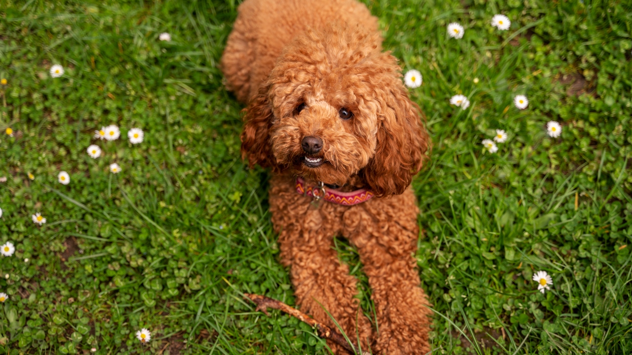 Labradoodle