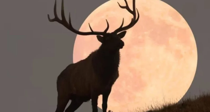 O que é a Lua de Veado? Foto: Reprodução