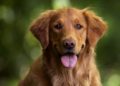 melhores raças de cachorro para criança