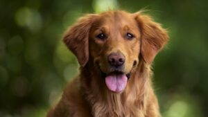 melhores raças de cachorro para criança