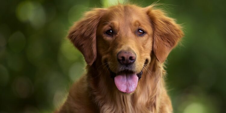 melhores raças de cachorro para criança