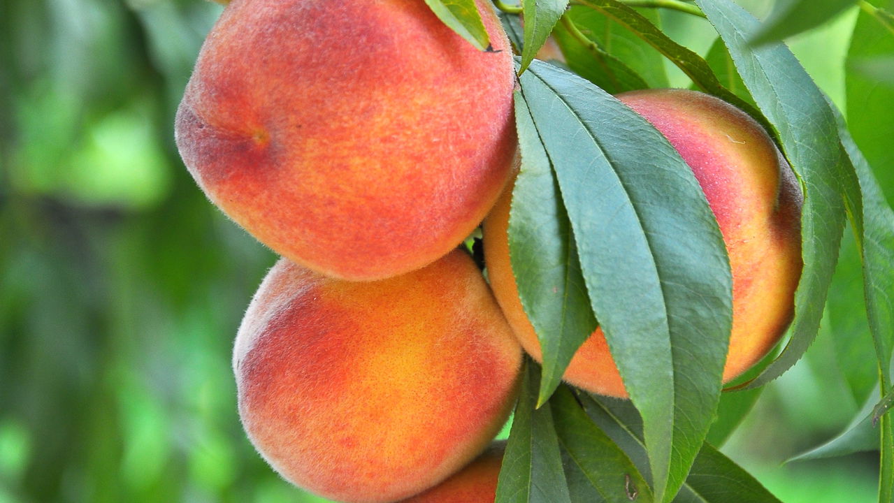 Como cultivar pêssego do jeito certo