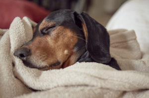 Pet também gosta de rotina! Foto: FreePik