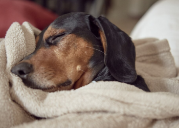 Pet também gosta de rotina! Foto: FreePik