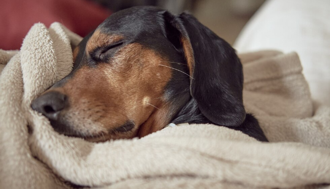 Pet também gosta de rotina! Foto: FreePik