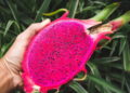 A melhor forma de cultivar pitaya em vaso com sucesso