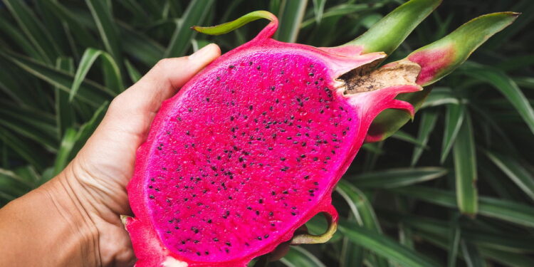 A melhor forma de cultivar pitaya em vaso com sucesso