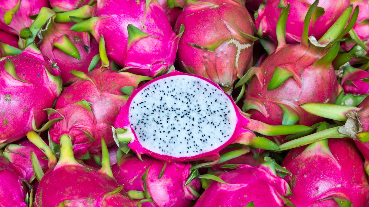 A melhor forma de cultivar pitaya em vaso com sucesso