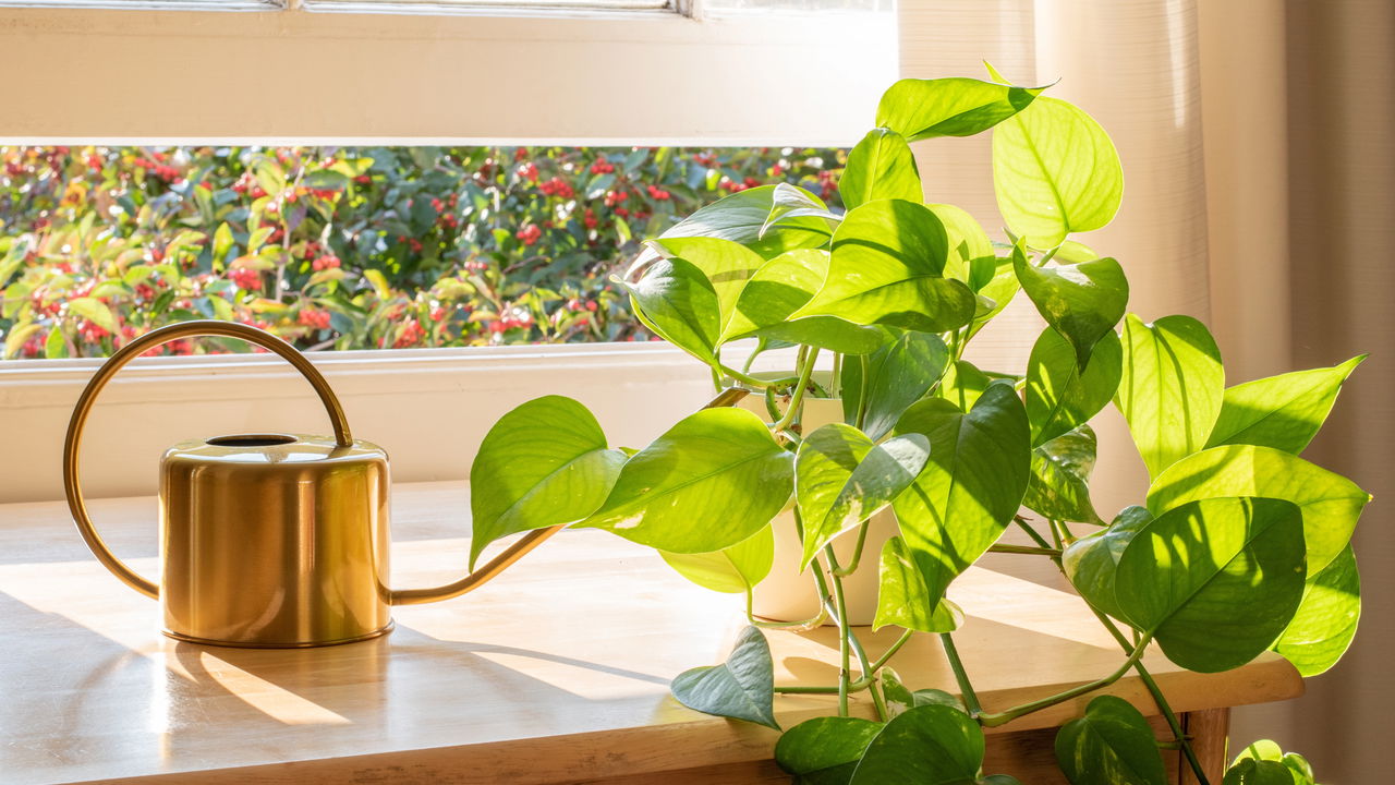Essa é a planta mais fácil de cultivar e decorar a casa