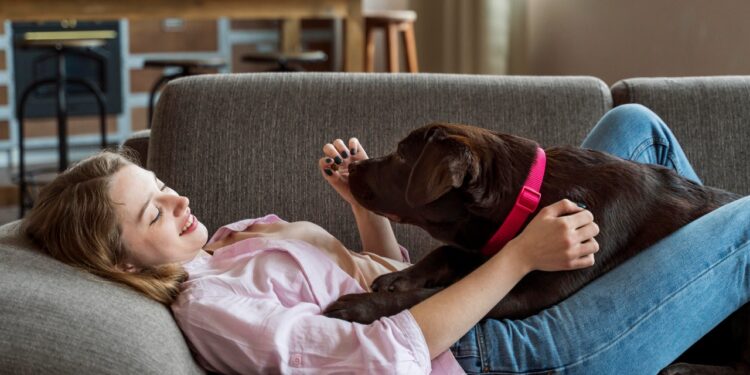 raças de cachorro para apartamento
