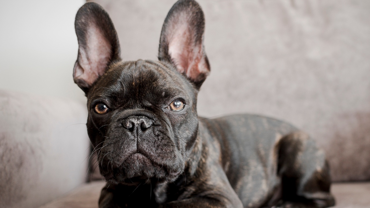 raças de cachorro para apartamento