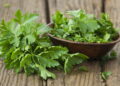 Como cultivar a própria salsa na sua casa e colher o ano inteiro