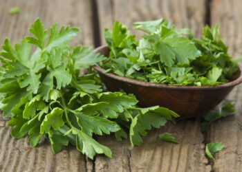 Como cultivar a própria salsa na sua casa e colher o ano inteiro