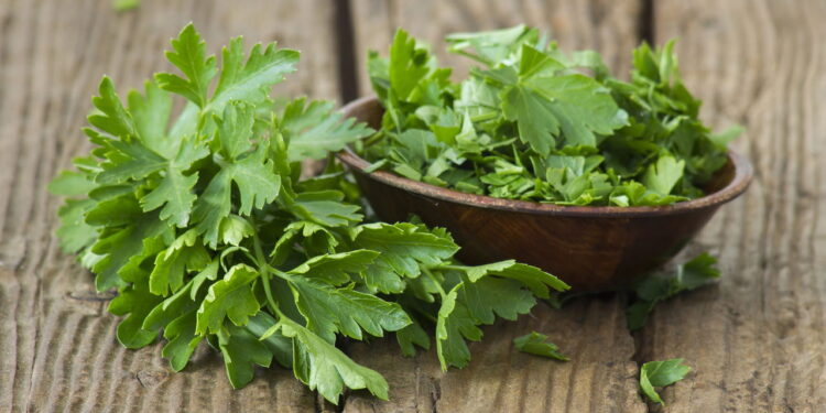 Como cultivar a própria salsa na sua casa e colher o ano inteiro