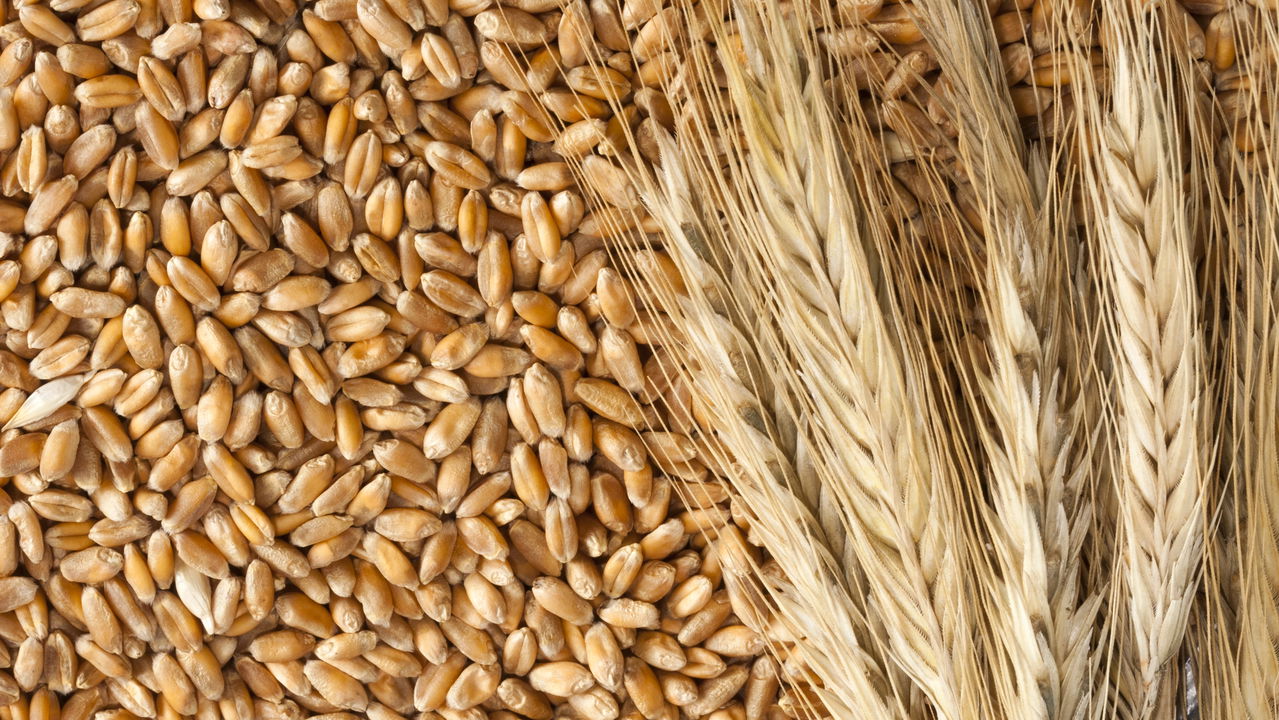 Como cultivar trigo em casa de forma simples e rápida
