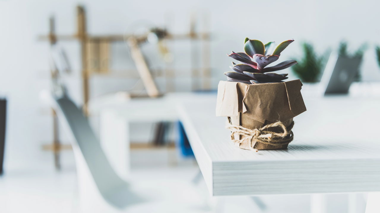 Como plantar suculentas em latas com estilo e praticidade