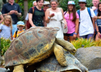 Turistas vendo tartaruga de galápagos - Créditos: depositphotos.com / lucidwaters