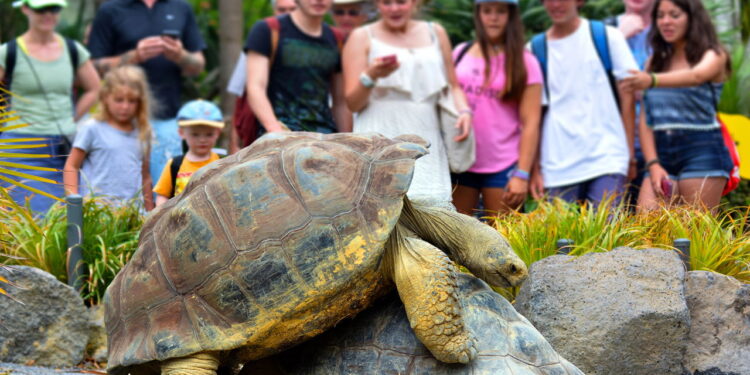 Turistas vendo tartaruga de galápagos - Créditos: depositphotos.com / lucidwaters