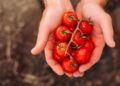 Como cultivar tomate-cereja no vaso de forma simples e produtiva