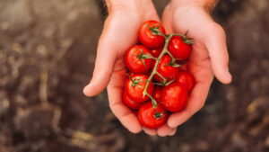 Como cultivar tomate-cereja no vaso de forma simples e produtiva