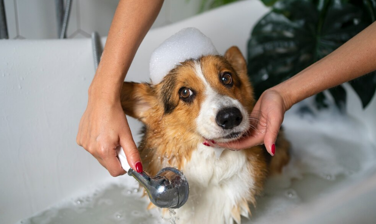 Truques de Pet Shop para aplicar em casa. Foto: FreePik
