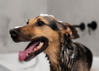 Truques de Pet Shop para aplicar em casa. Foto: FreePik