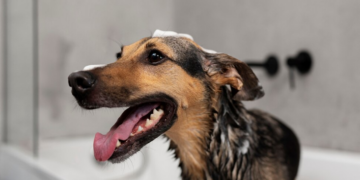 Truques de Pet Shop para aplicar em casa. Foto: FreePik