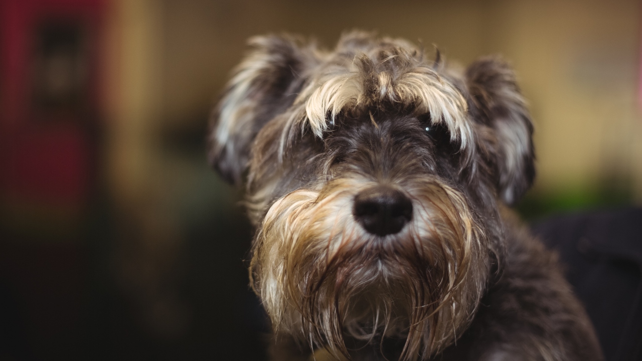 schnauzer miniatura