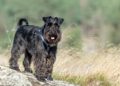 schnauzer miniatura