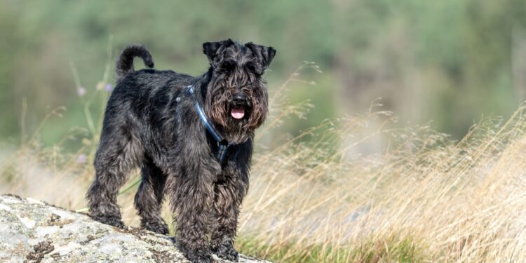 schnauzer miniatura