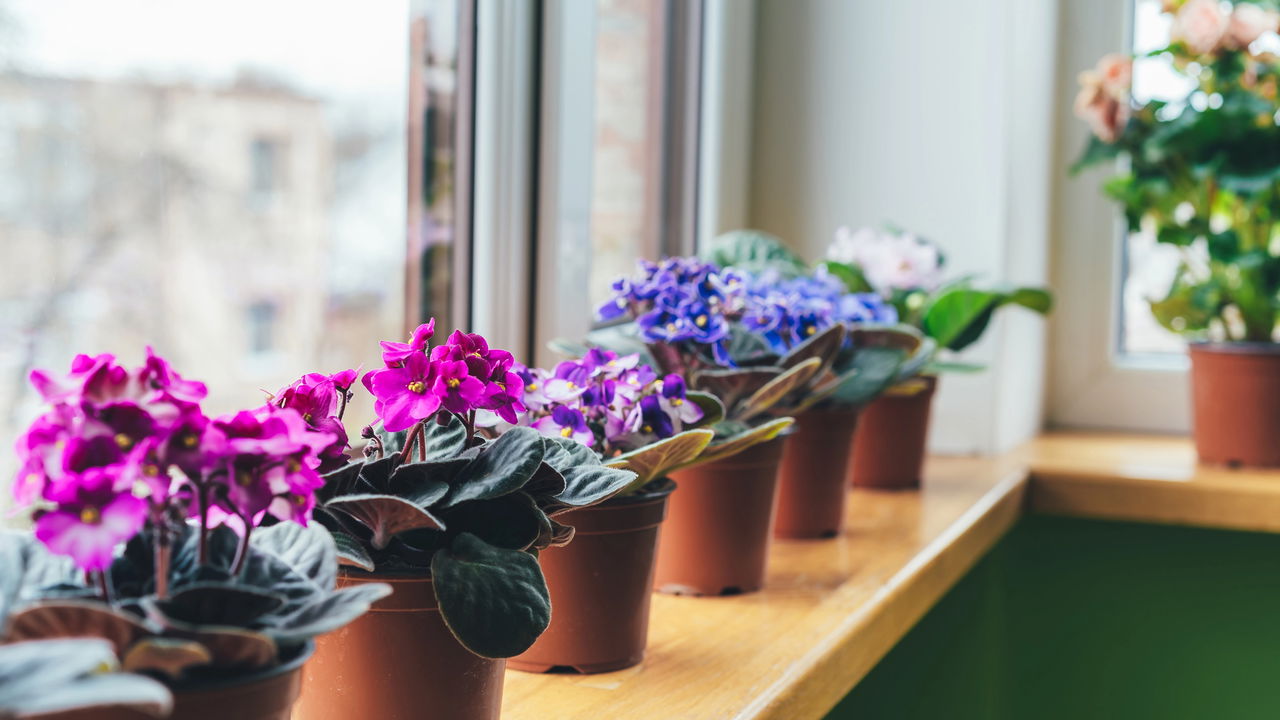 A planta mais fácil de cultivar em casa e que floresce o ano inteiro