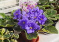 A planta mais fácil de cultivar em casa e que floresce o ano inteiro