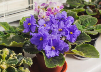 A planta mais fácil de cultivar em casa e que floresce o ano inteiro