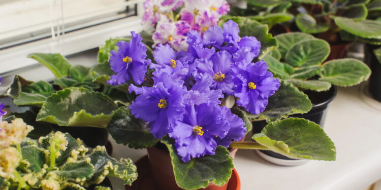 A planta mais fácil de cultivar em casa e que floresce o ano inteiro
