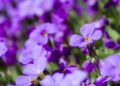 O melhor jeito de fazer violetas florescerem o ano todo