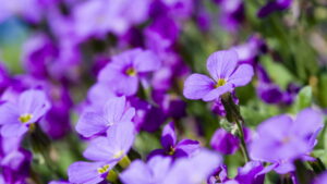 O melhor jeito de fazer violetas florescerem o ano todo