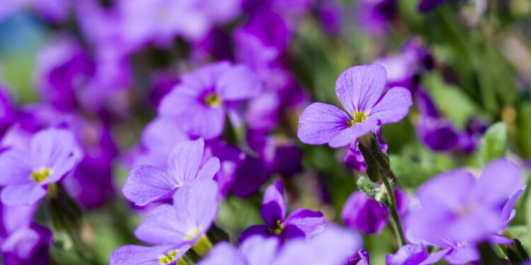 O melhor jeito de fazer violetas florescerem o ano todo