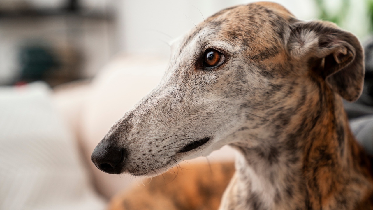 Whippet