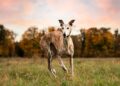 Whippet