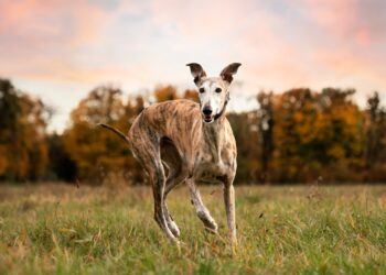 Whippet