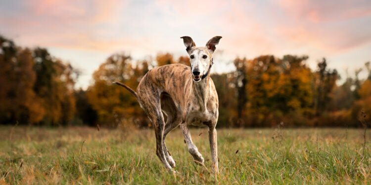 Whippet