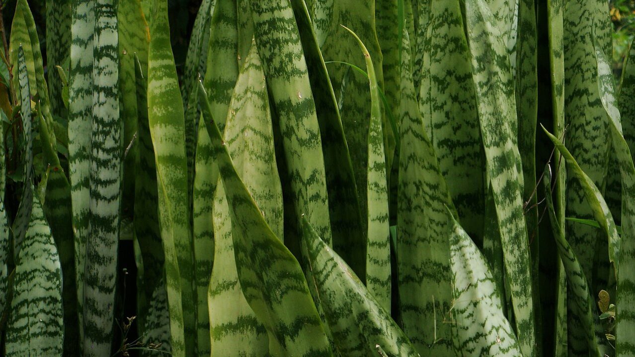 As plantas que menos precisam de sol para você ter dentro de casa