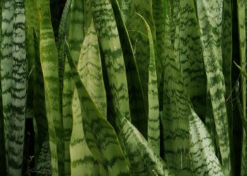 Plantas de fácil cuidado para quem não tem muita experiência