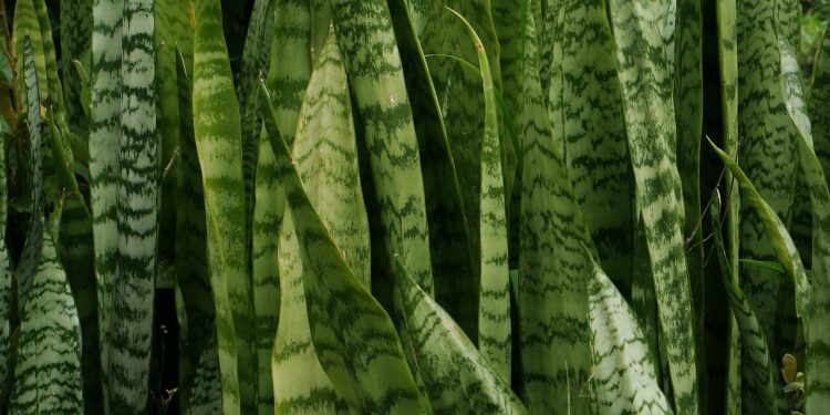 Plantas de fácil cuidado para quem não tem muita experiência