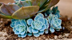 Dicas para criar um cantinho verde em sua casa