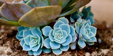 Essas plantas se adaptam a qualquer ambiente e são lindas para sua casa