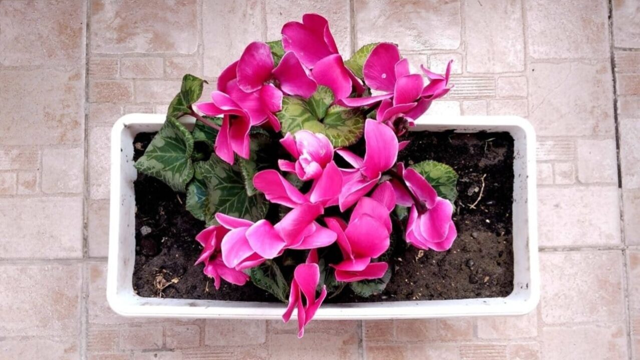 Pequenos jardins para ambientes urbanos